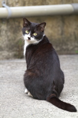 南の島猫36