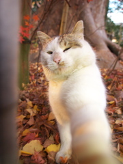 神社猫127