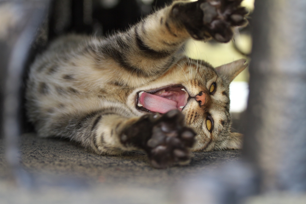 通りすがり猫131