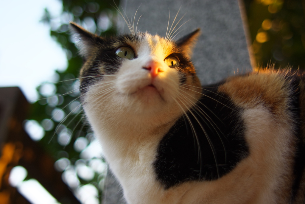 神社猫155