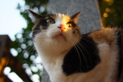 神社猫155