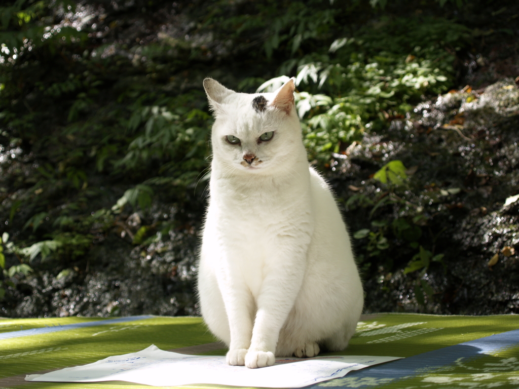 通りすがり猫1