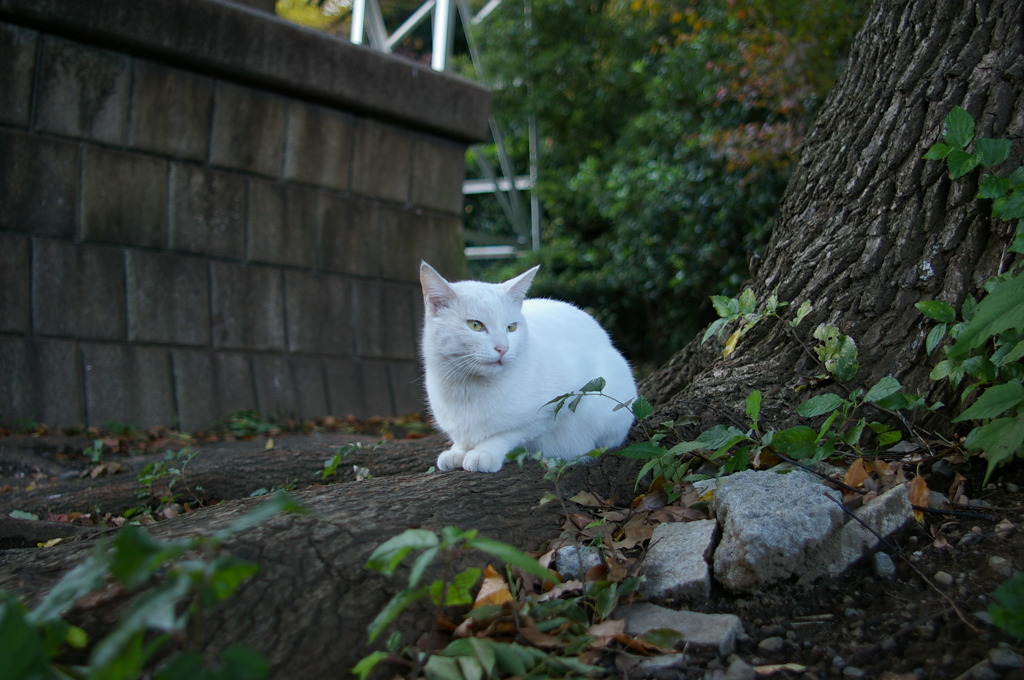 通りすがり猫14