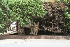 通りすがり猫42