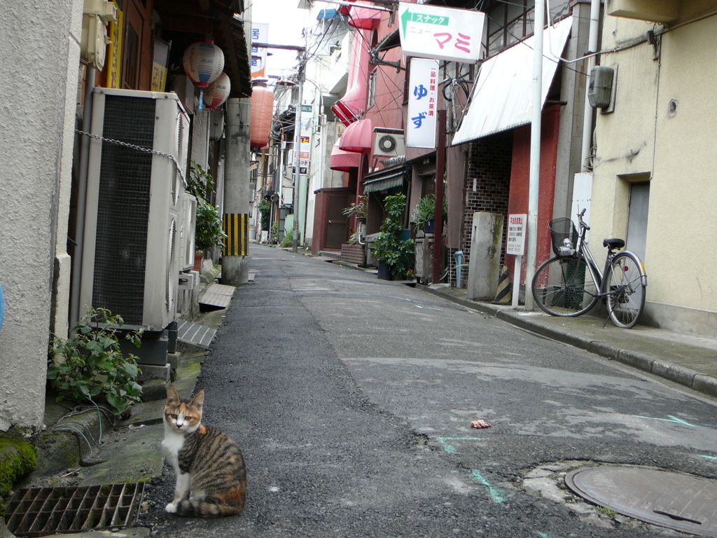 通りすがり猫15