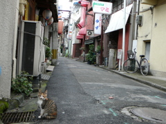 通りすがり猫15