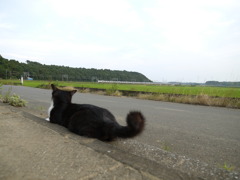 通りすがり猫17