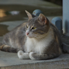 アテネ猫13