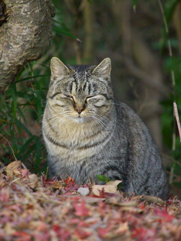 公園猫123