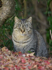 公園猫123