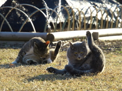 公園猫117