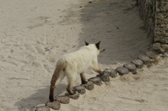南の島猫37