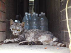 通りすがり猫173