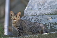 尾道猫91