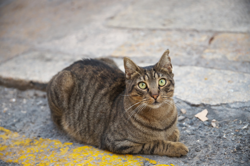 地中海猫51