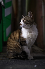 通りすがり猫170
