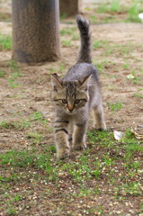 尾道猫78