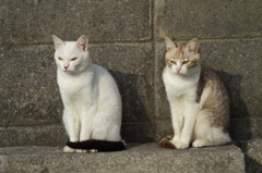 南の島猫26