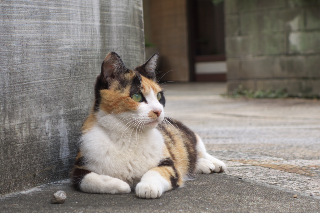 通りすがり猫288