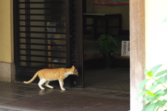 通りすがり猫217