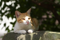 通りすがり猫221
