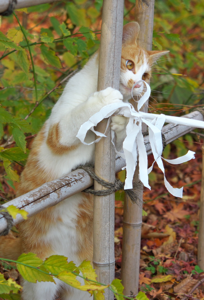 神社猫58