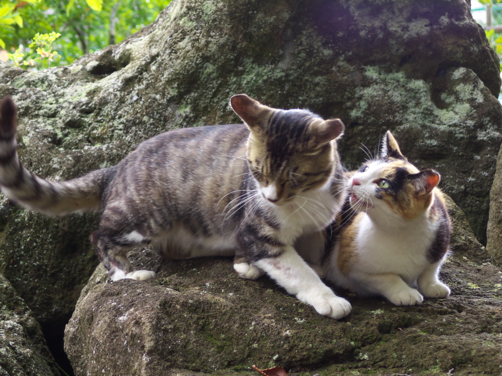 神社猫141