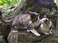 神社猫141