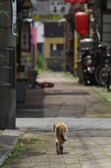 通りすがり猫218