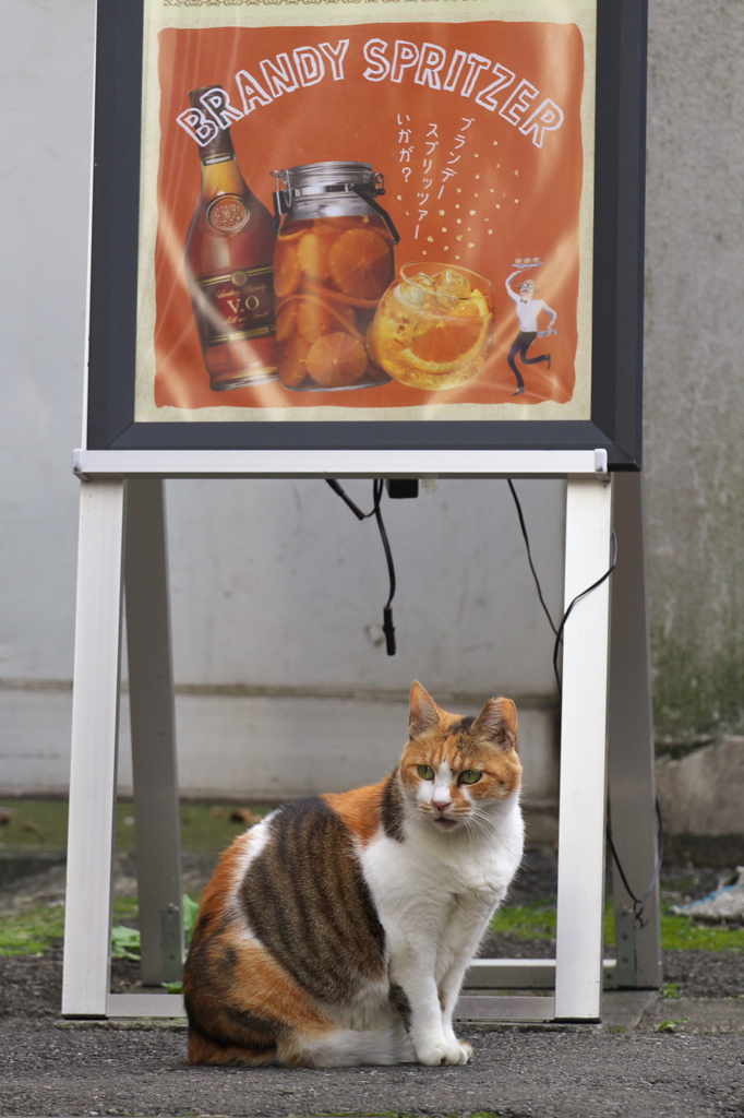 通りすがり猫111