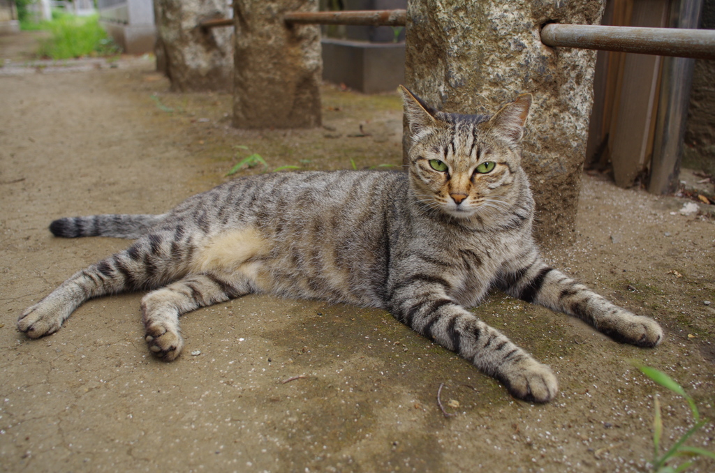 通りすがり猫119