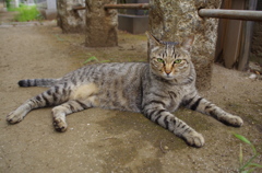 通りすがり猫119
