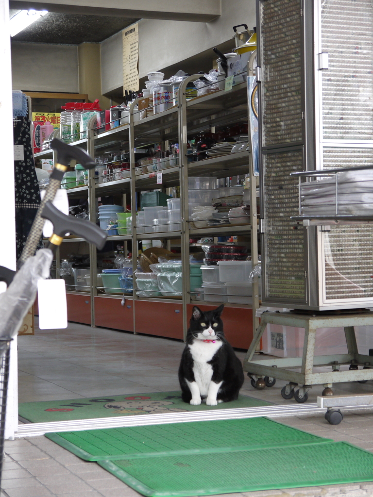 通りすがり猫99