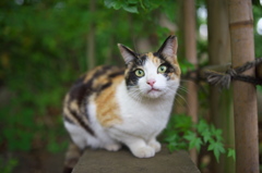 神社猫72