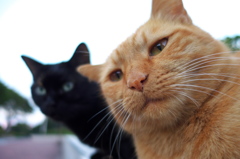 公園猫121