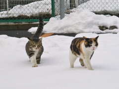 神社猫159