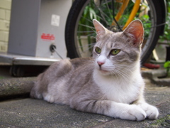 通りすがり猫130