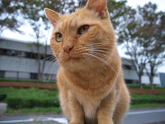 公園猫145