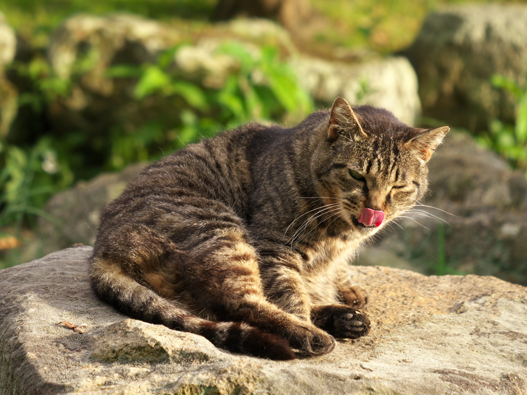 S公園猫09
