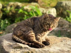 S公園猫09