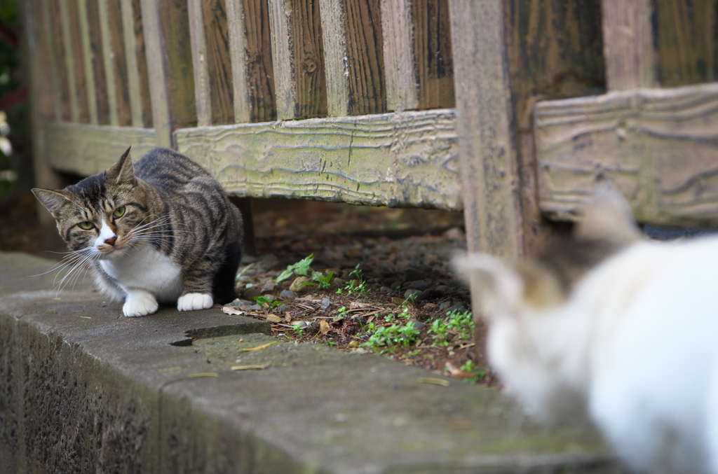 神社猫106