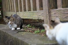 神社猫106