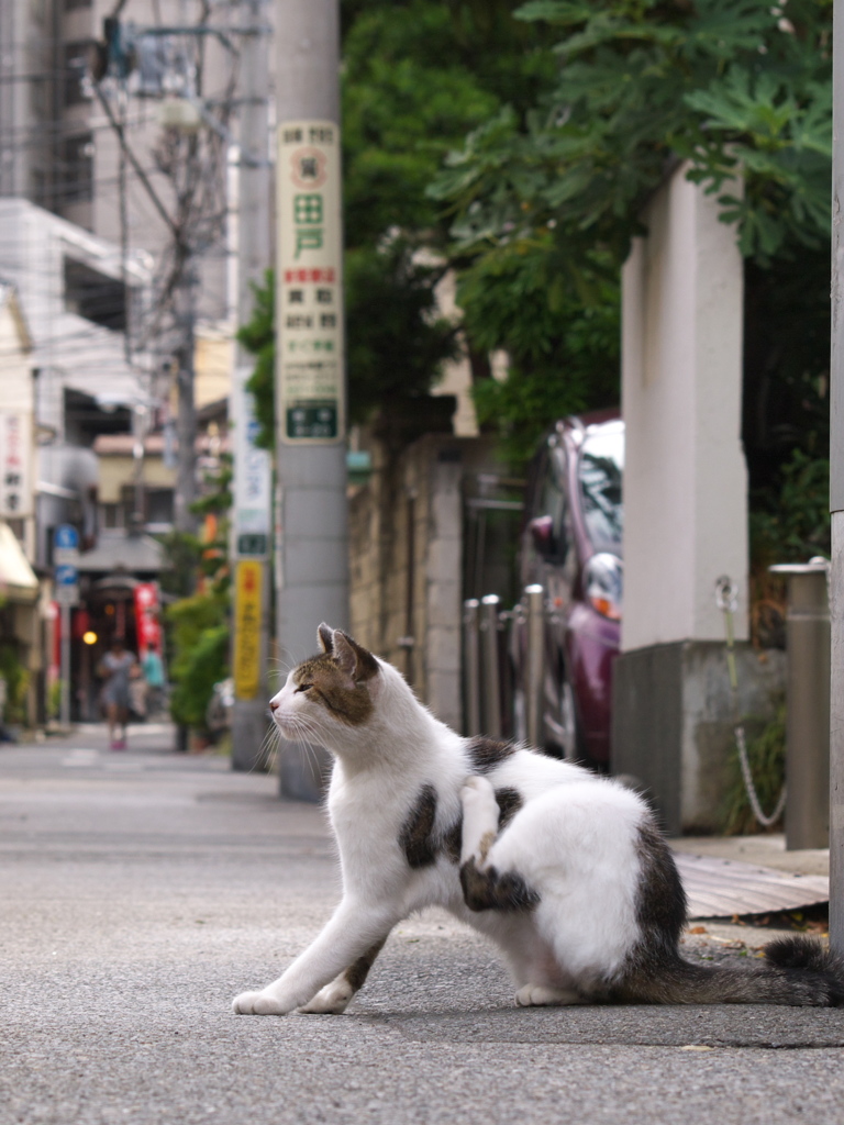 通りすがり猫298