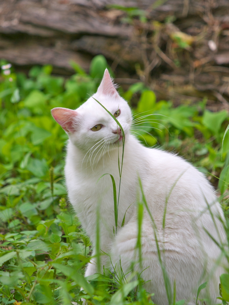 S公園猫42