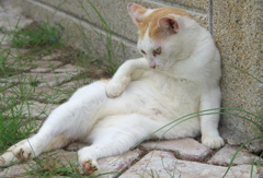 アジア猫33