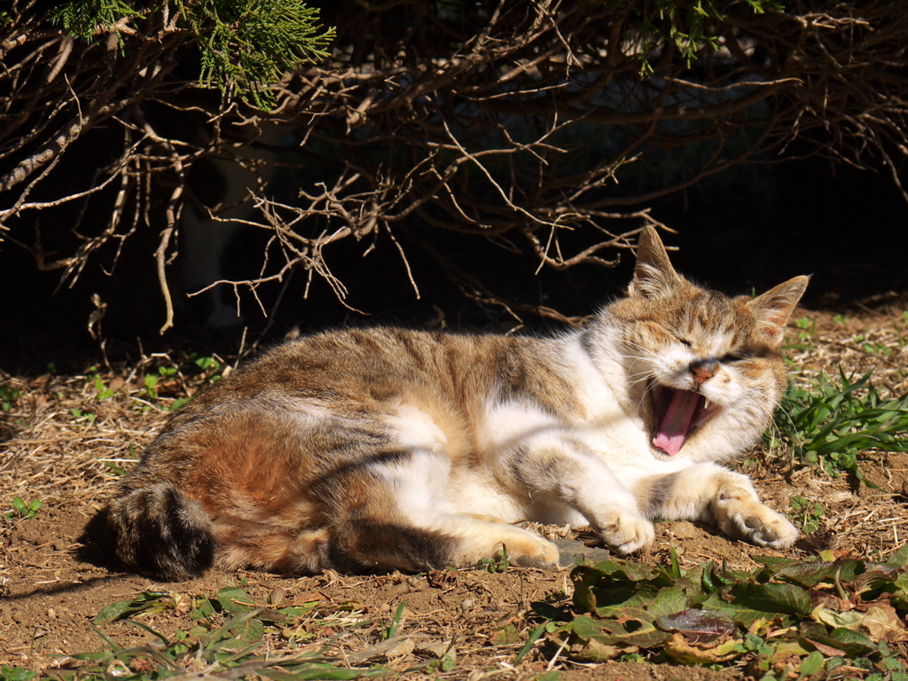 公園猫130
