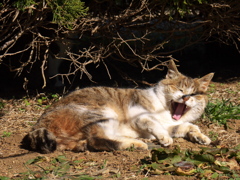 公園猫130