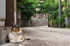 通りすがり猫213