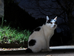 公園猫120