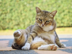 公園猫86